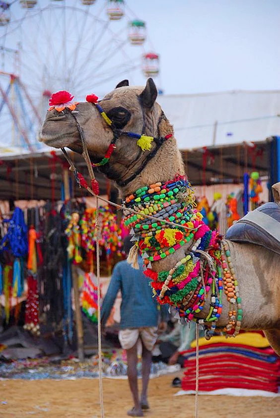 pushkar mela15