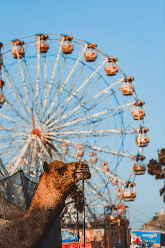 pushkar mela2