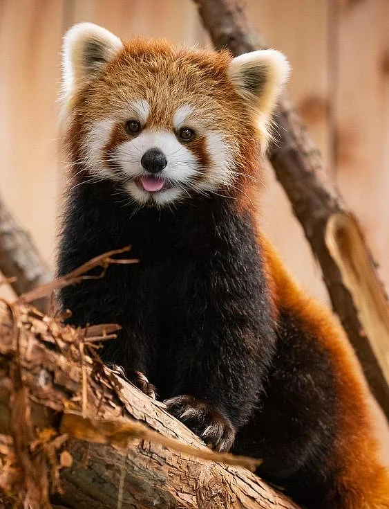 red panda