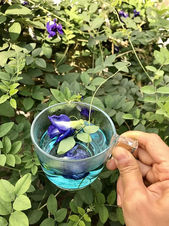 Blue Tea