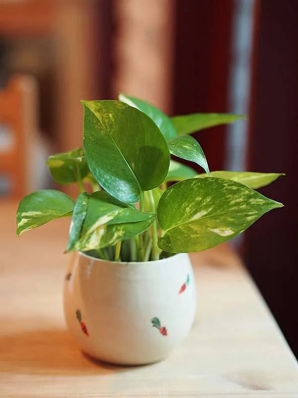 Money Plant