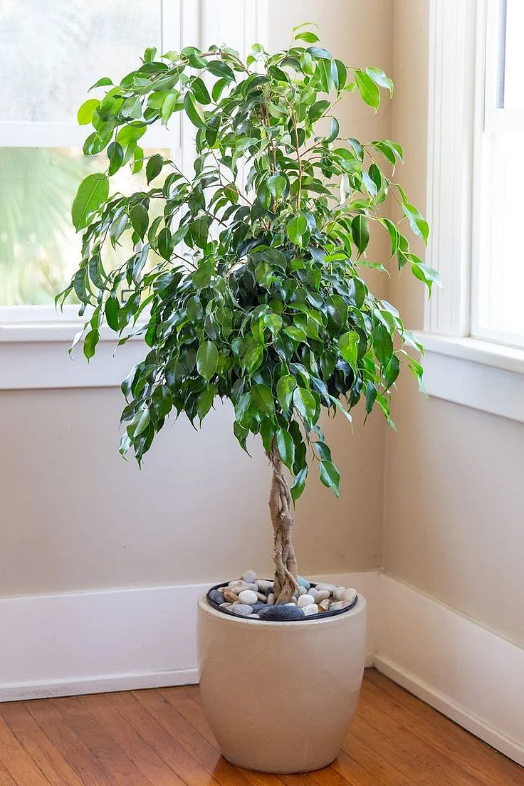 Ficus Tree