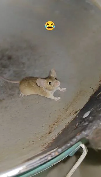 rat 6