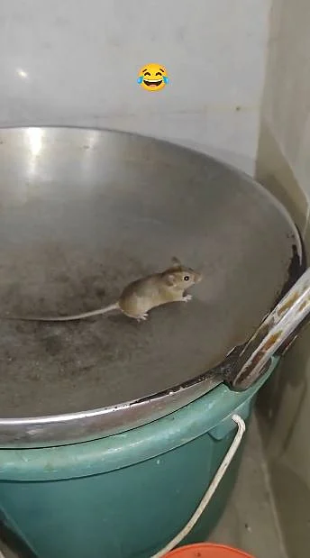 rat 7