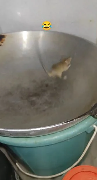 rat 2
