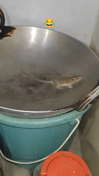 rat 8