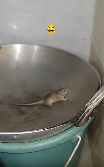 rat 3