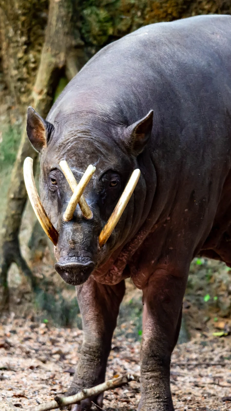 Babirusa