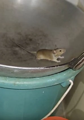 rat 5