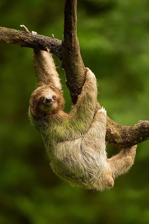 sloth