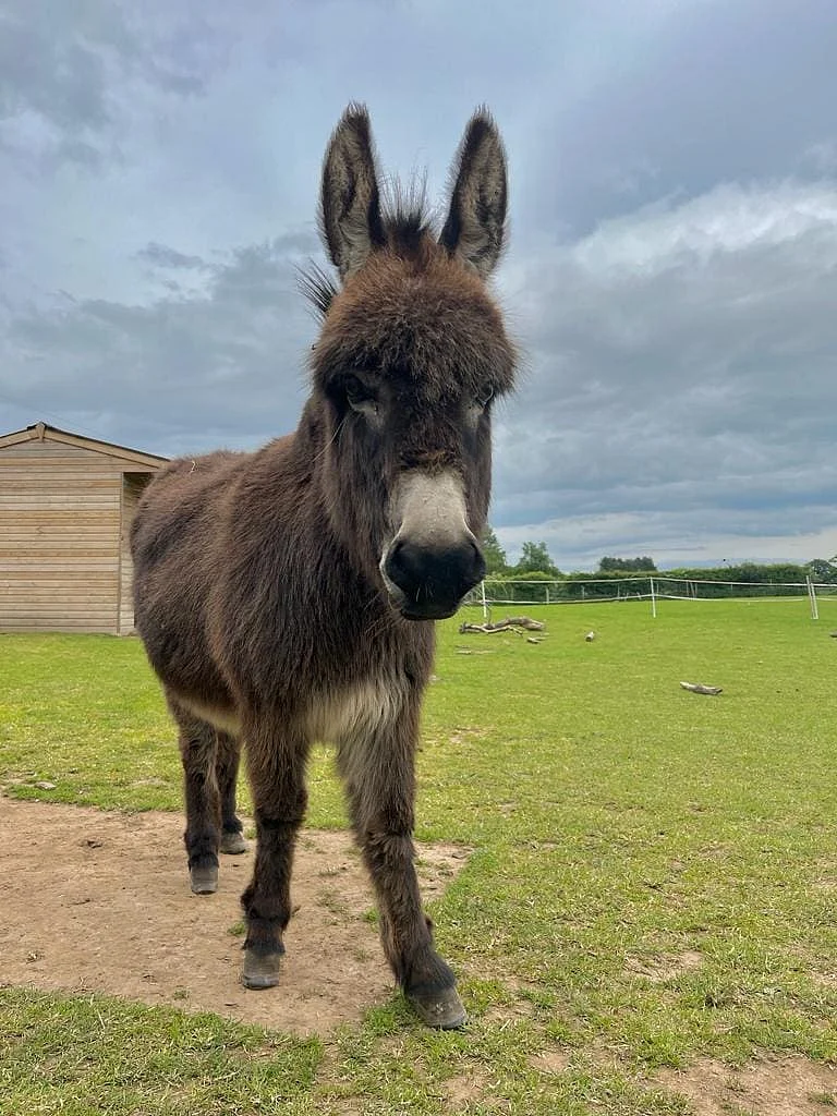 Donkey3