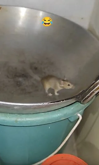 rat 4