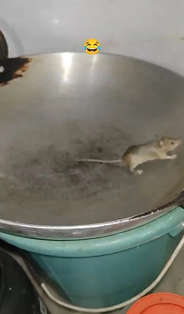 rat