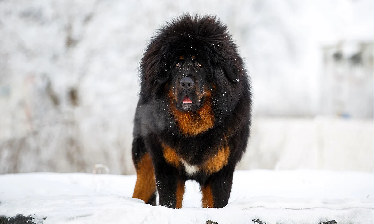 Tibetan Mastiff dog