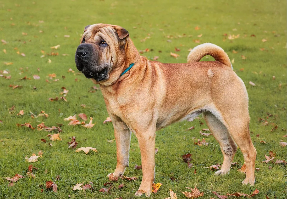 Shar Pei dog