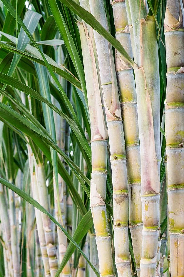 Sugarcane 3