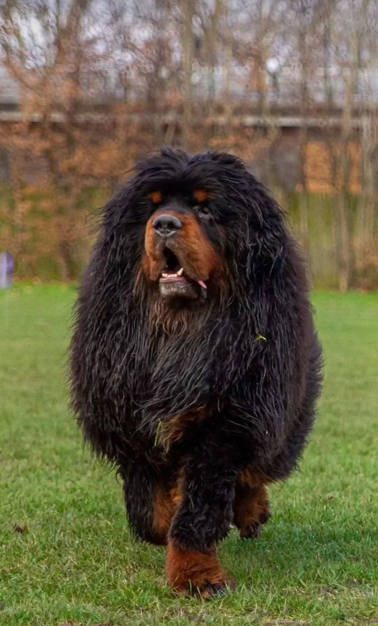 Tibetan Mastiff dog1