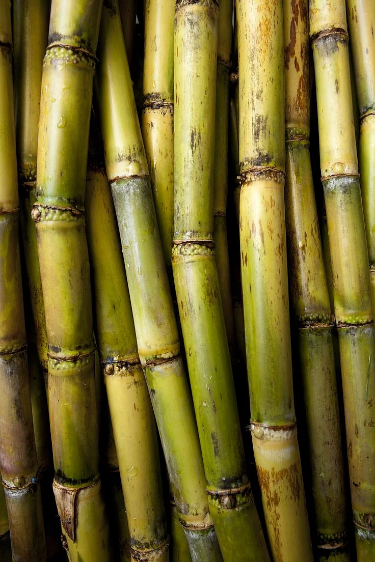 Sugarcane 2