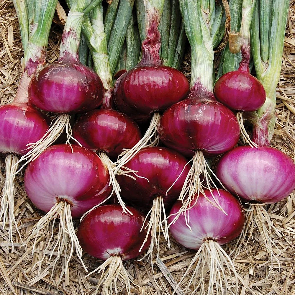 onionseeds