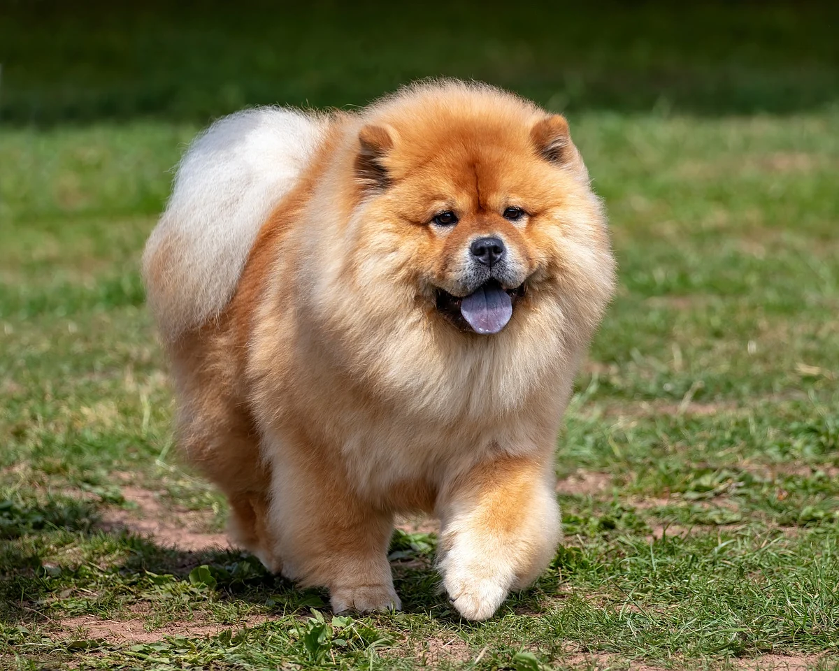 Chow Chow dog