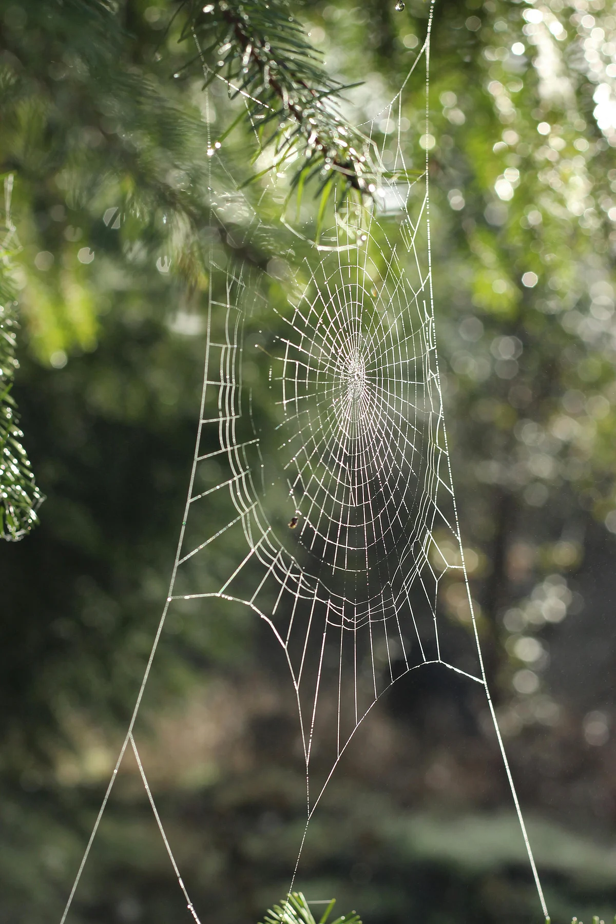 pexels davidjboozer 42243