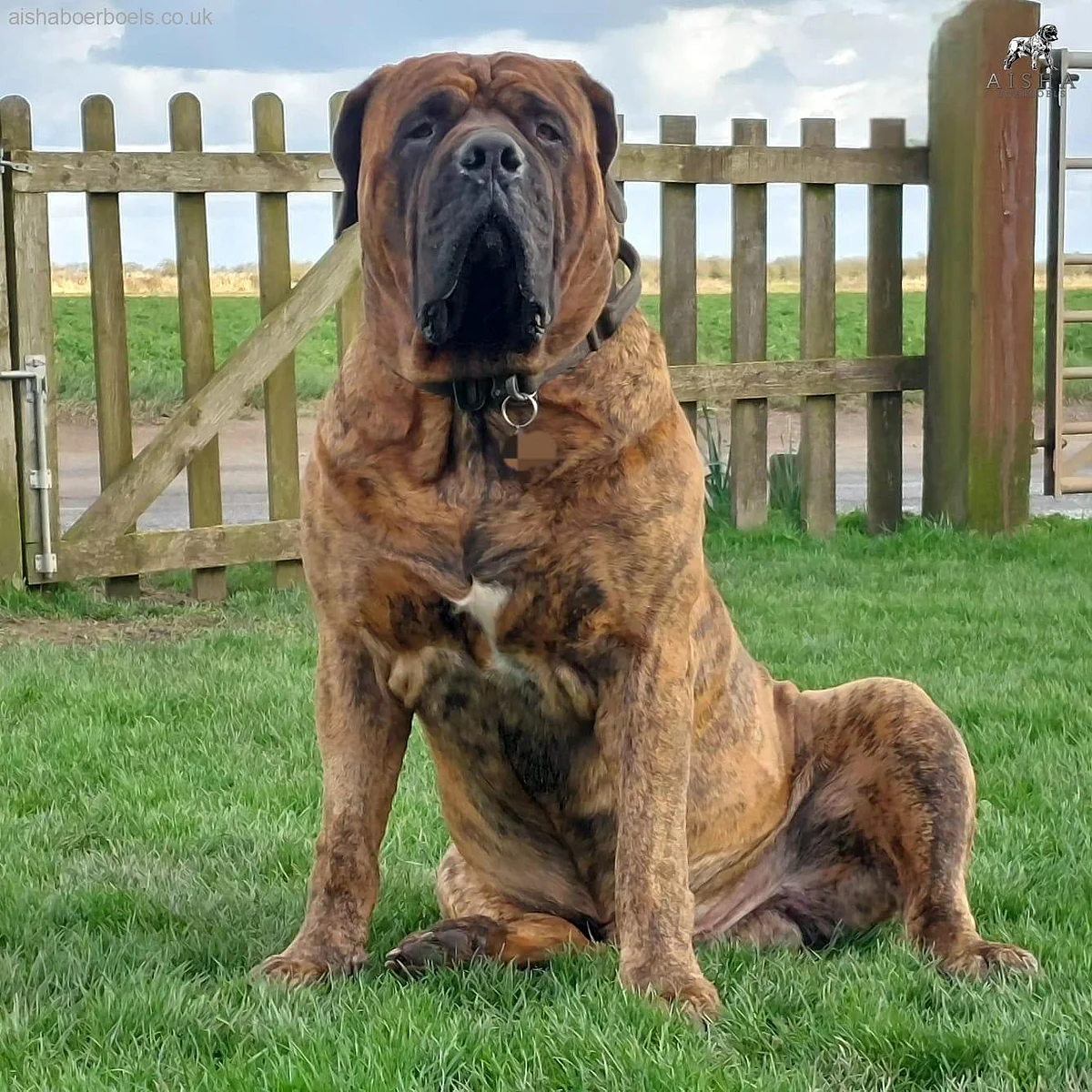 Boerboel