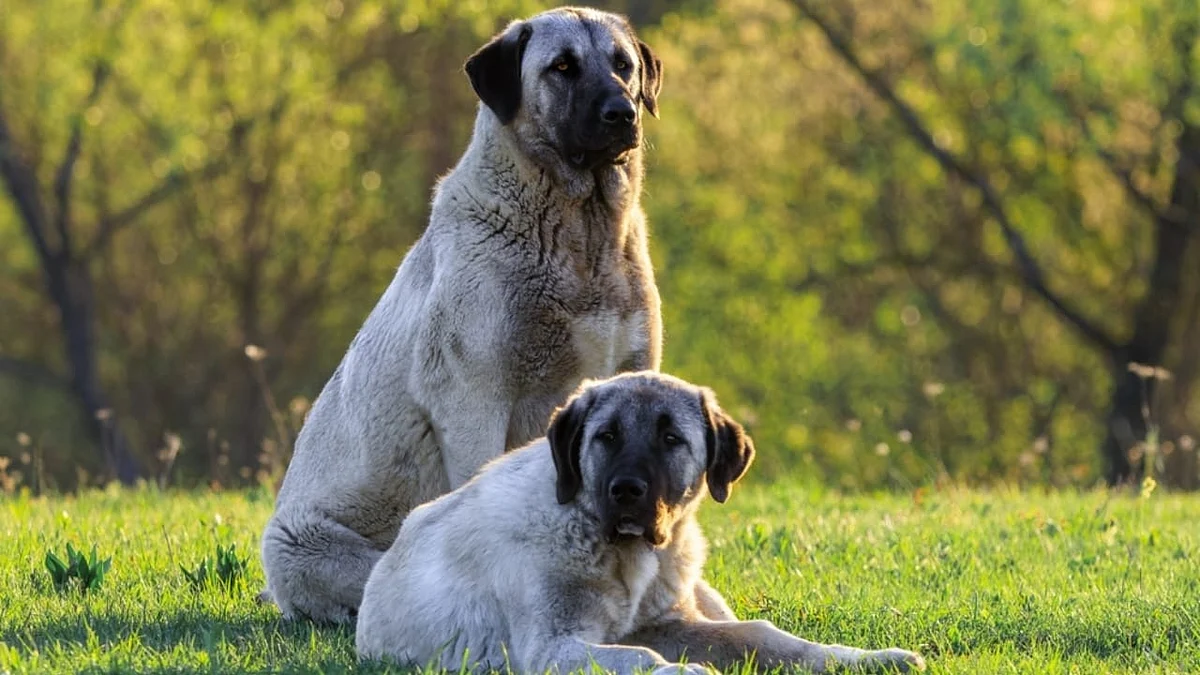 Kangal dogs ss2448214423
