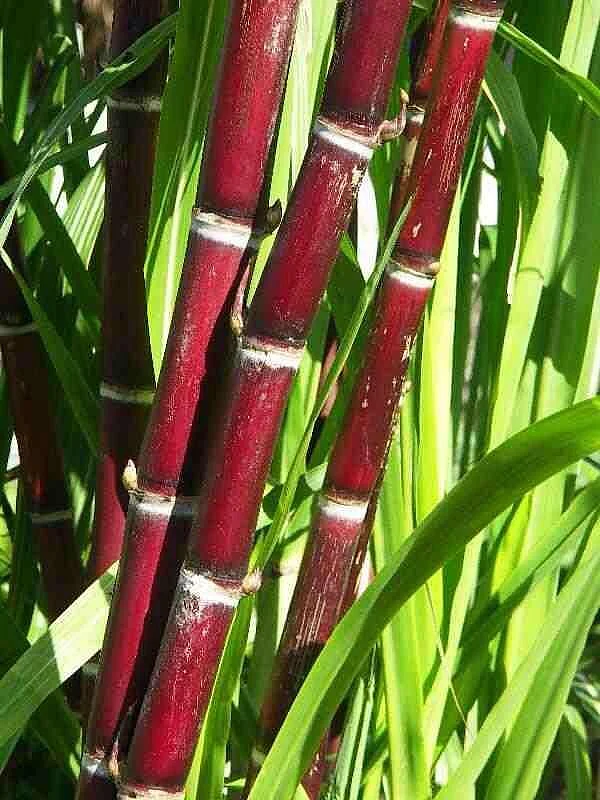 Sugarcane 9