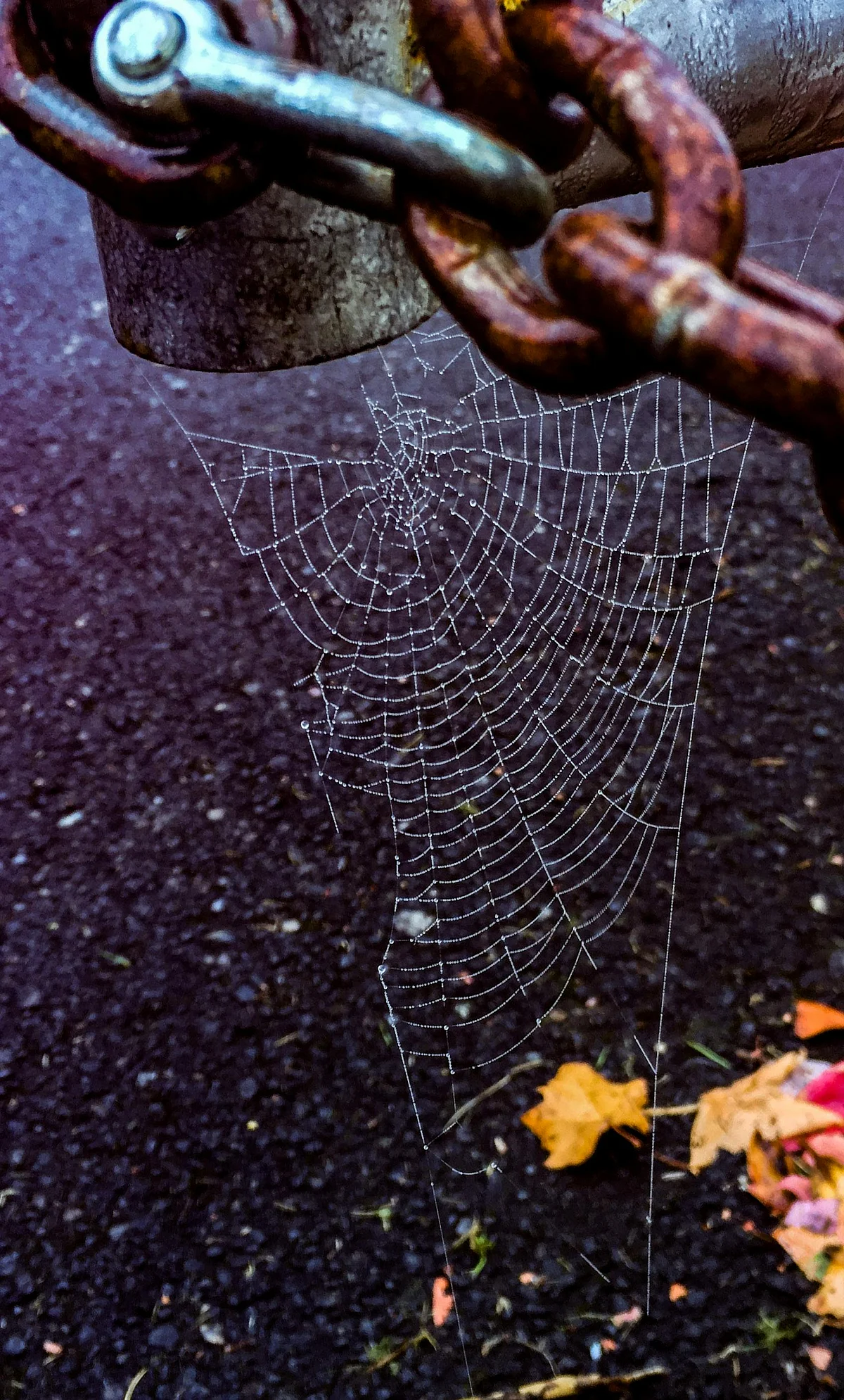 pexels ryanepps 673130