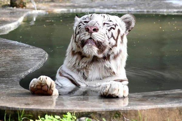 zoo2