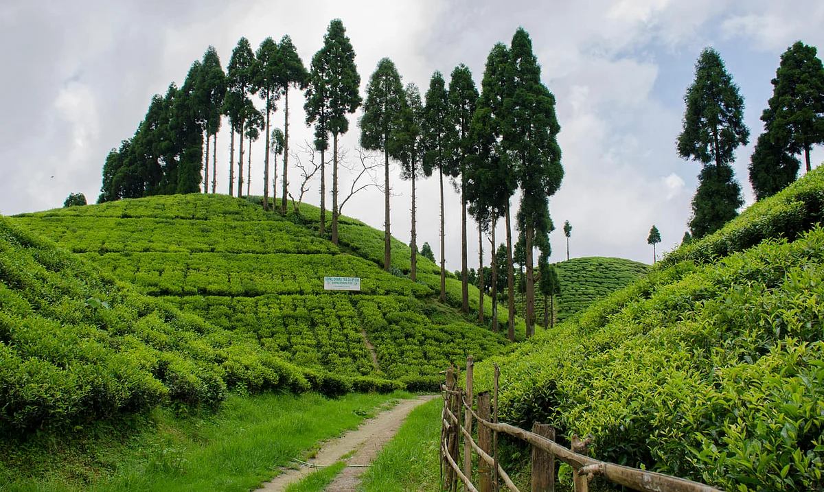 siliguri greenery