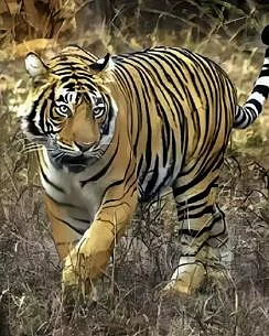 T1