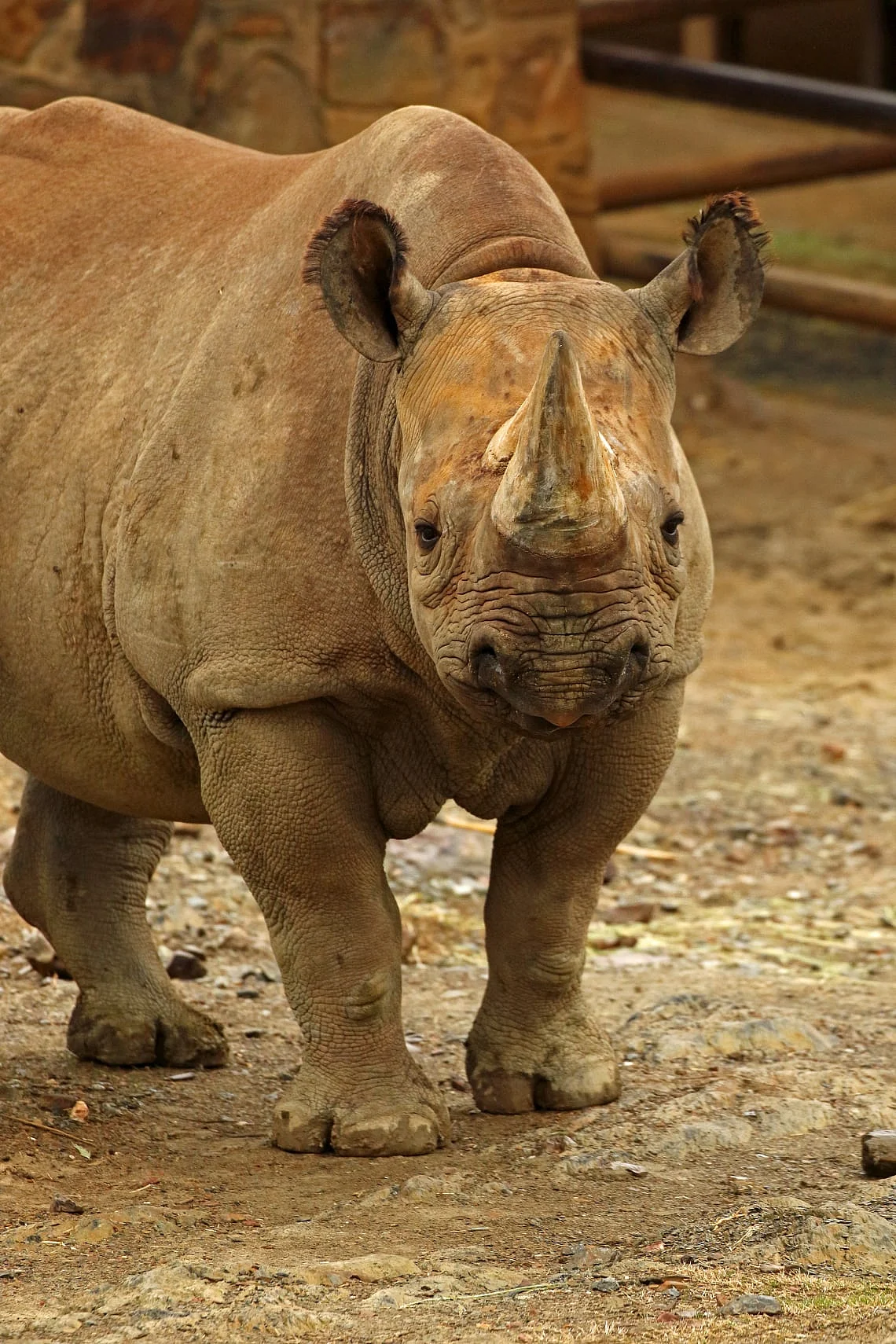 Rhinoceros
