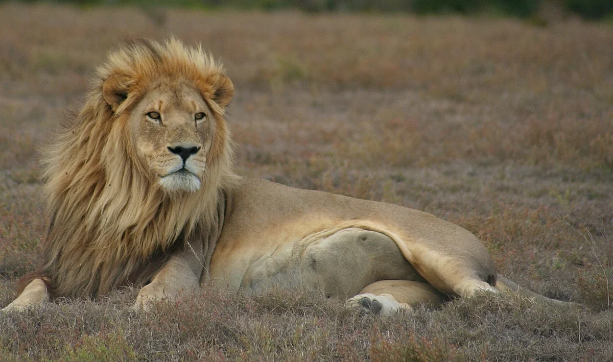 lion2