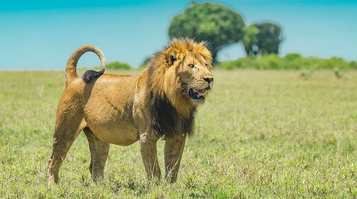 lion3
