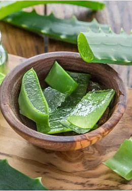 Aloe vera 5