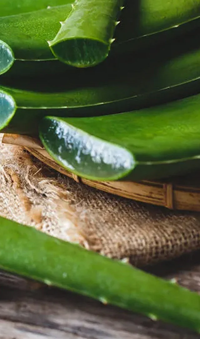 Aloe vera 8
