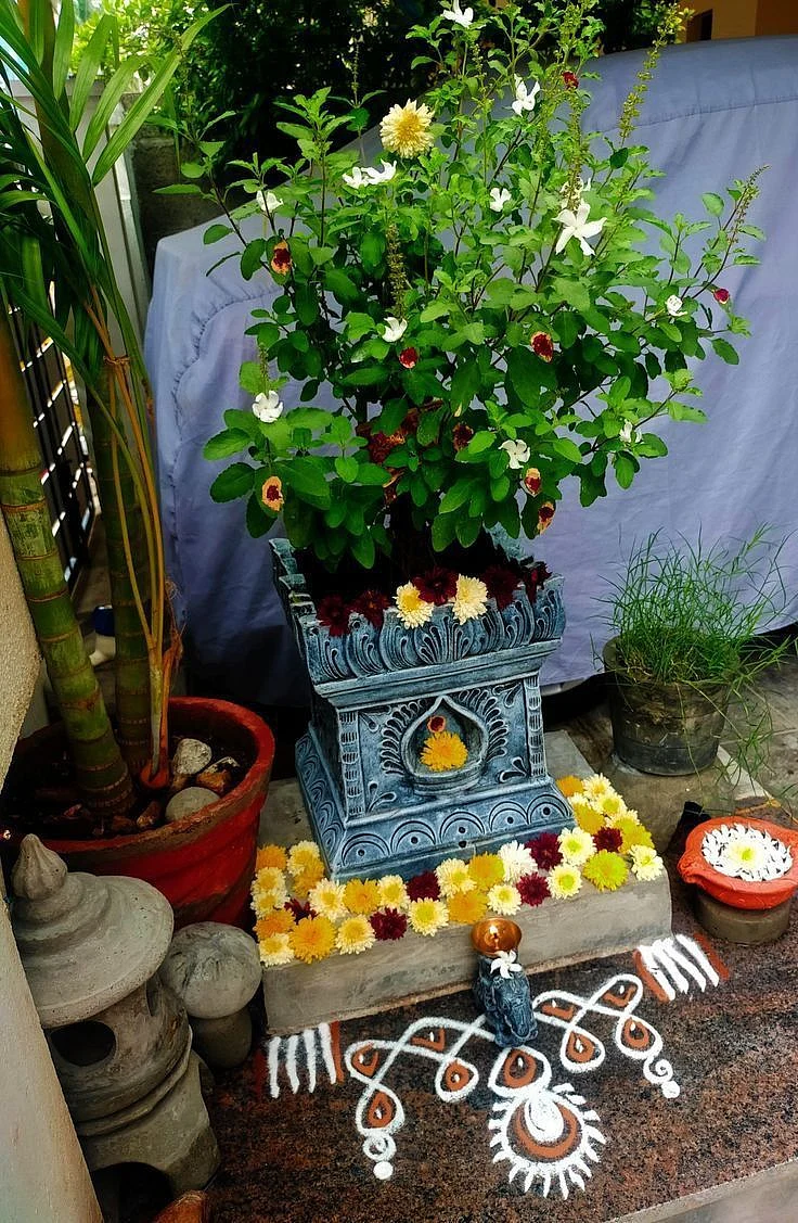 Tulsi 5
