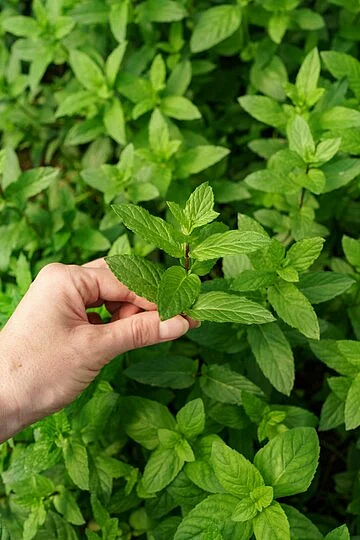 tulsi 2