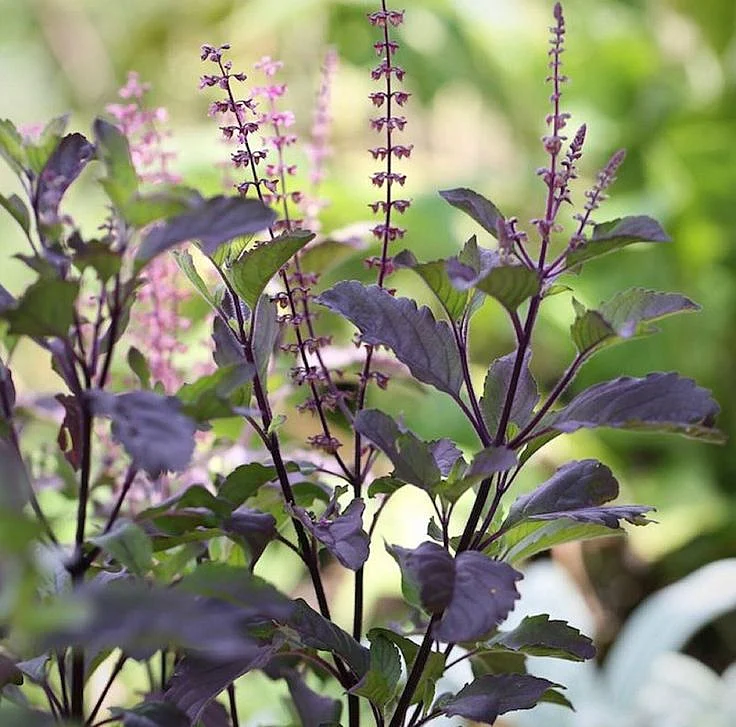 Tulsi 4