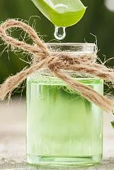 Aloe vera 4