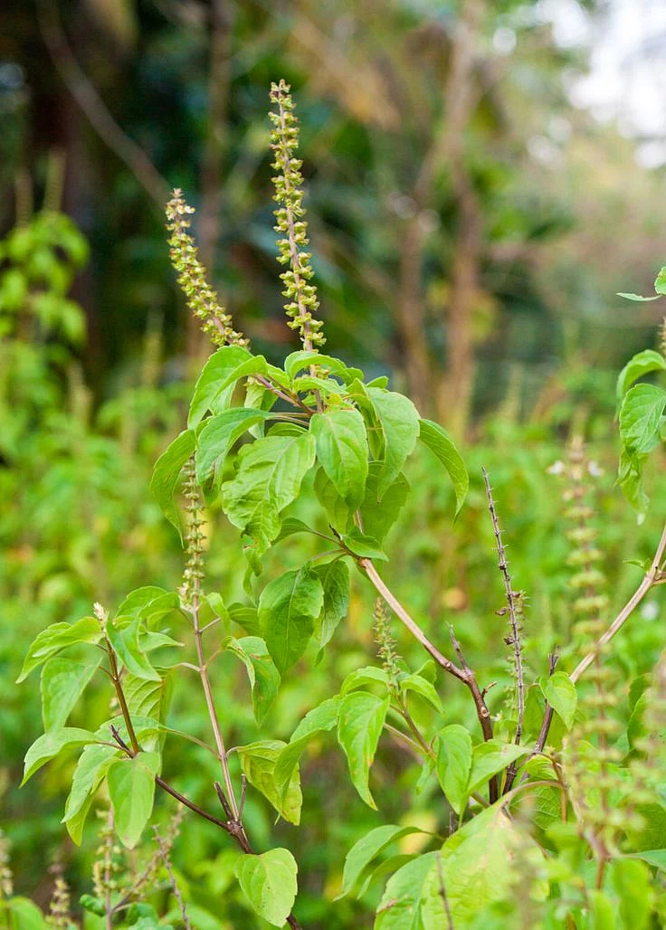 Tulsi 7