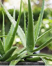 Aloe vera 2