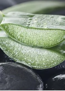 Aloe vera 3