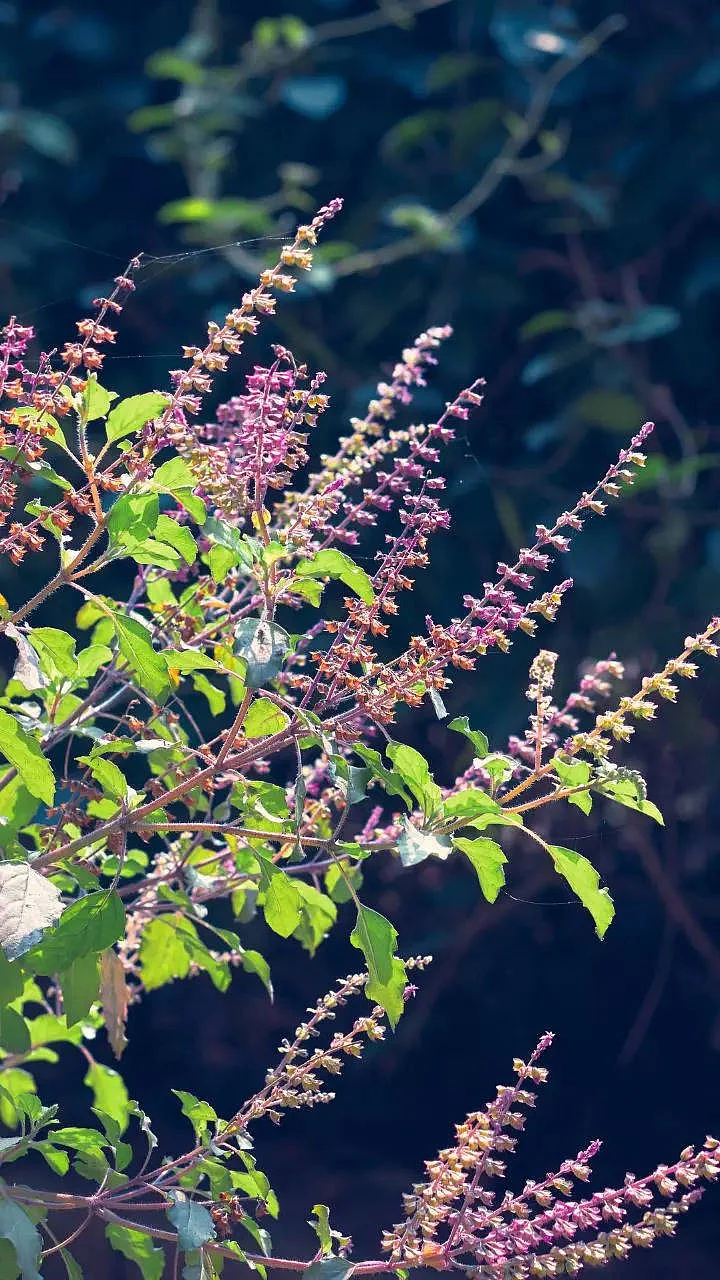 tulsi plant