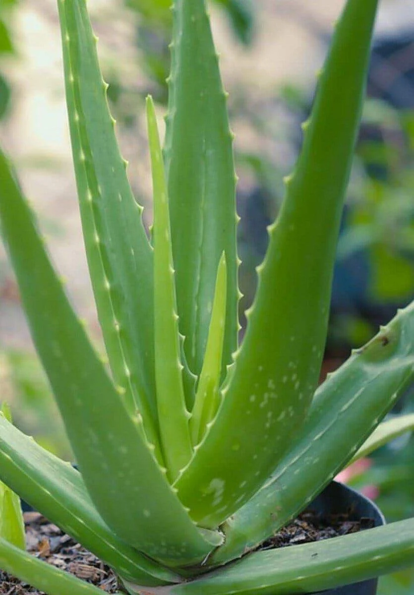 Aloe vera 11