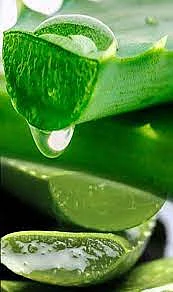 Aloe vera 7