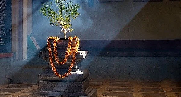 Tulsi 6