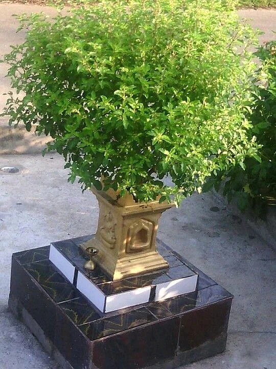 Tulsi 9