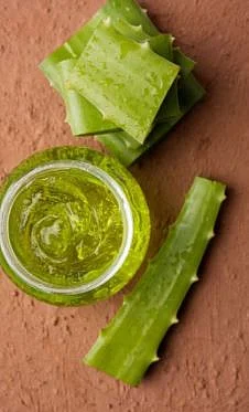 Aloe vera 6
